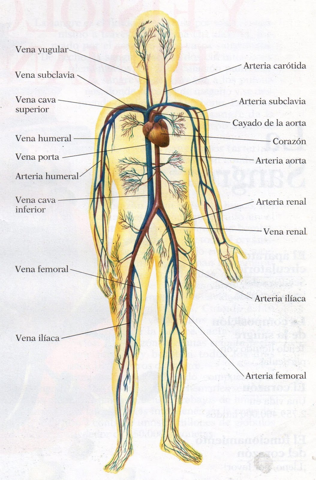 El Sistema Circulatorio Sistema Circulatorio Aparato Circulatorio
