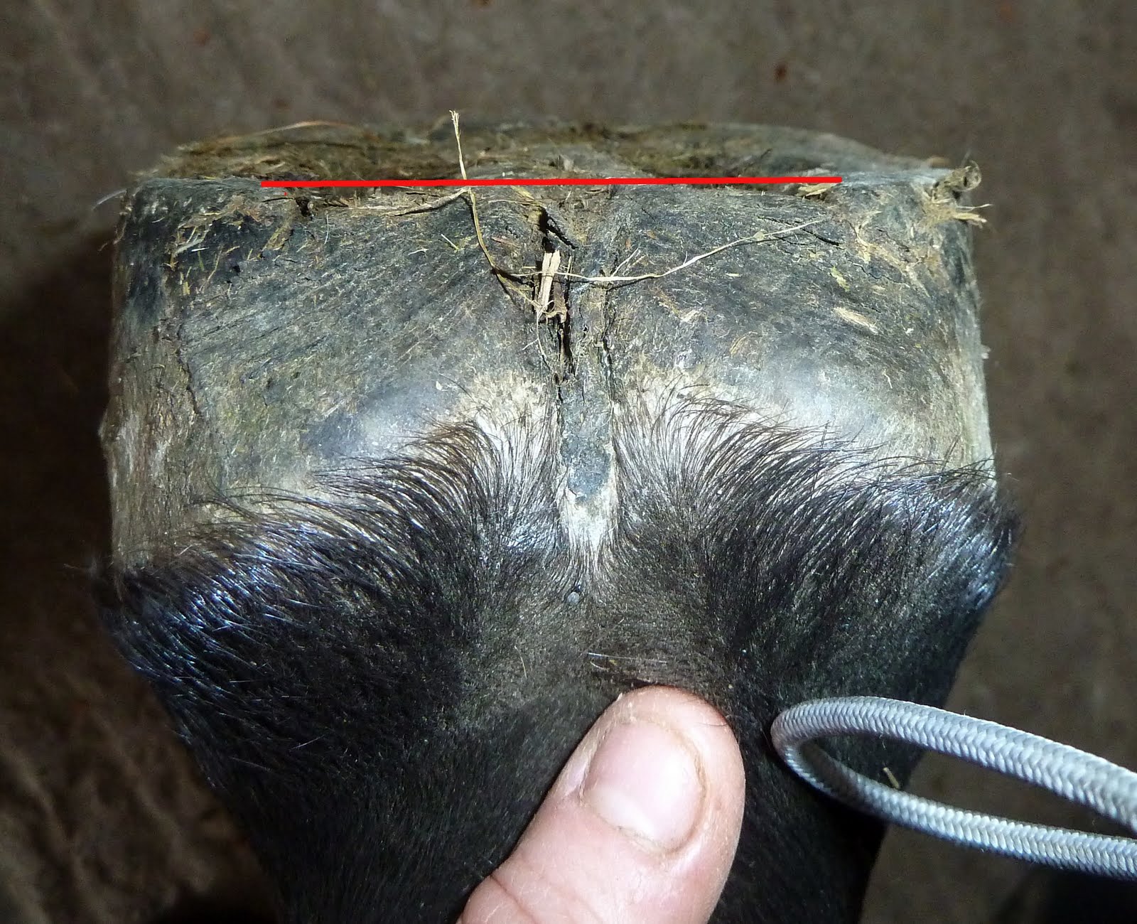 Rockley Farm Harvey Quarter Horses can do it too!