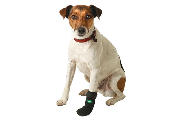 como curar una herida abierta en la pata de un perro