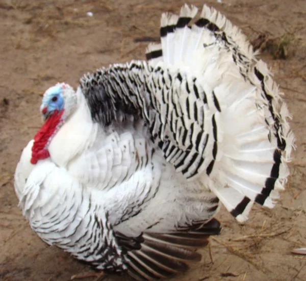 royal palm turkey, about royal palm turkey, royal palm turkey appearance, royal palm turkey breed, royal palm turkey care, caring royal palm turkey, royal palm turkey color, royal palm turkey characteristics, royal palm turkey color varieties, royal palm turkey development, royal palm turkey ewes, royal palm turkey facts, royal palm turkey for meat, royal palm turkey farms, royal palm turkey history, royal palm turkey horns, royal palm turkey info, royal palm turkey images, royal palm turkey meat, royal palm turkey origin, royal palm turkey photos, royal palm turkey pictures, royal palm turkey rarity, royal palm turkey rearing, raising royal palm turkey, royal palm turkey size, royal palm turkey temperament, royal palm turkey tame, raising royal palm turkey for meat, raising royal palm turkey for ornamental purpose, raising royal palm turkey for exhibition, royal palm turkey weight