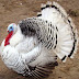 Royal Palm Turkey Farming