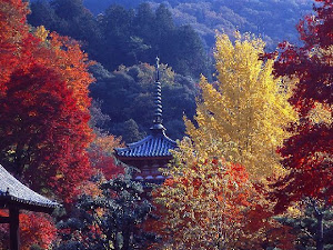 Autumn Leaves Japan 2012 The list includes the popular place to see the autumn leaves in Kyoto, Nara and Osaka. For 2012, the changing colour autumn leaves will be a...
