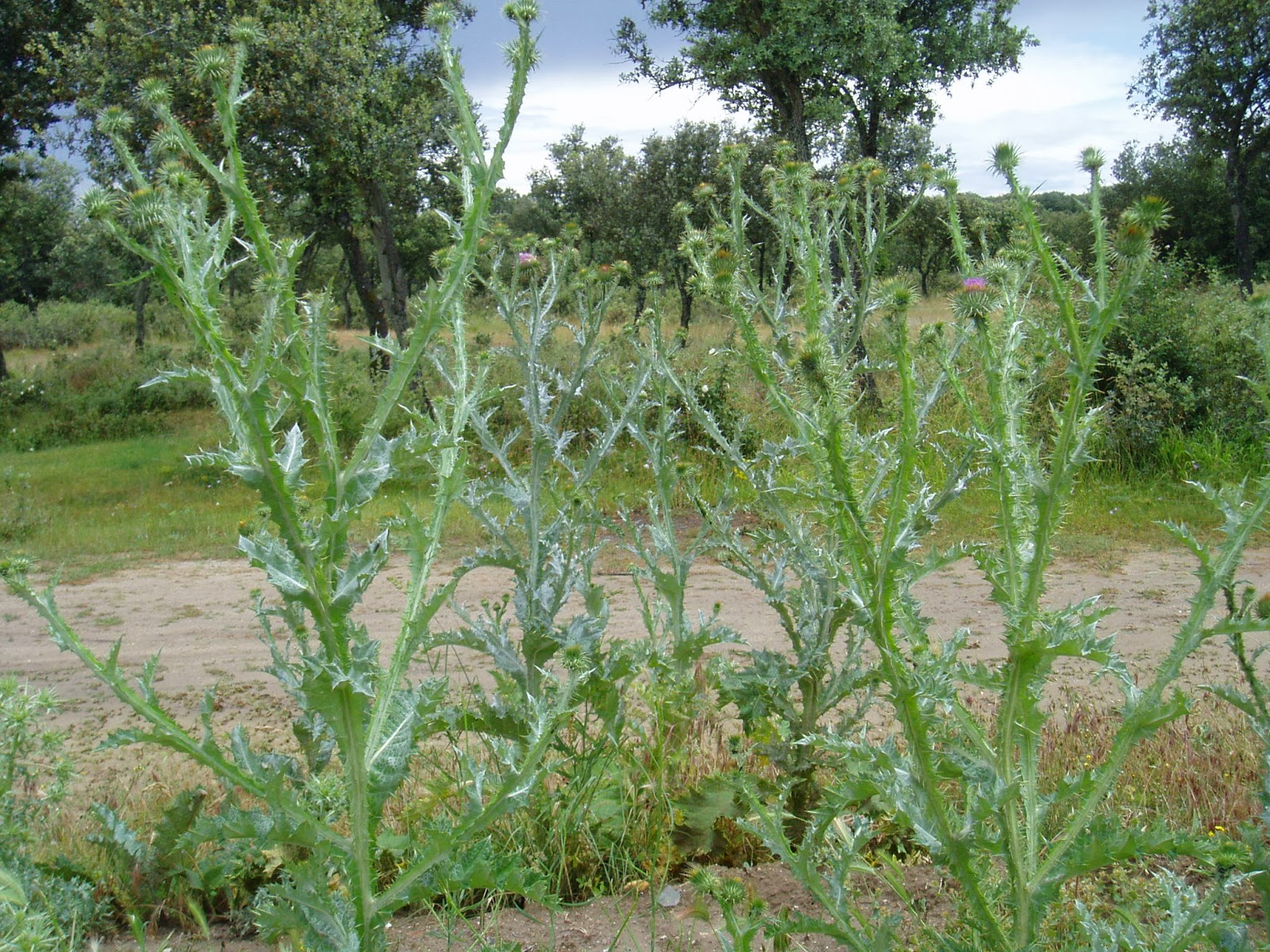 CARDO GIGANTE Onopordum Acanthium Plantas RioMoros