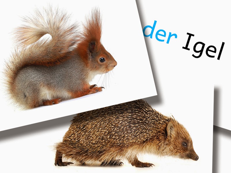 Bild wortkarten - Die qualitativsten Bild wortkarten auf einen Blick!