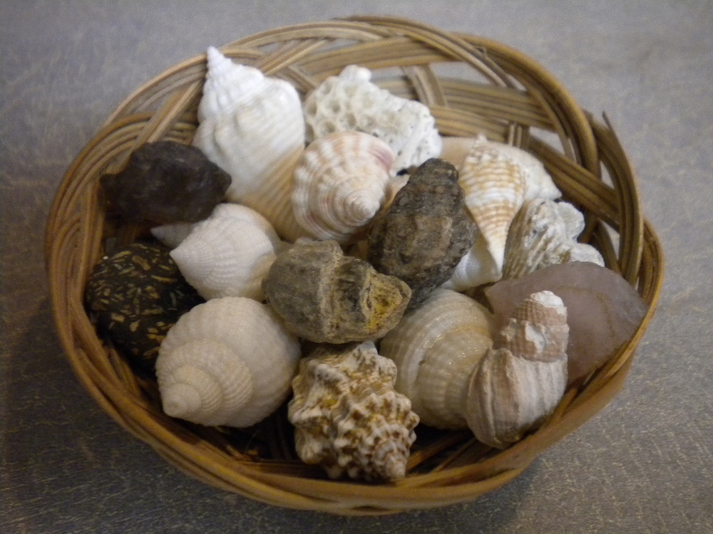 Del's Shells: Seashell Saturday