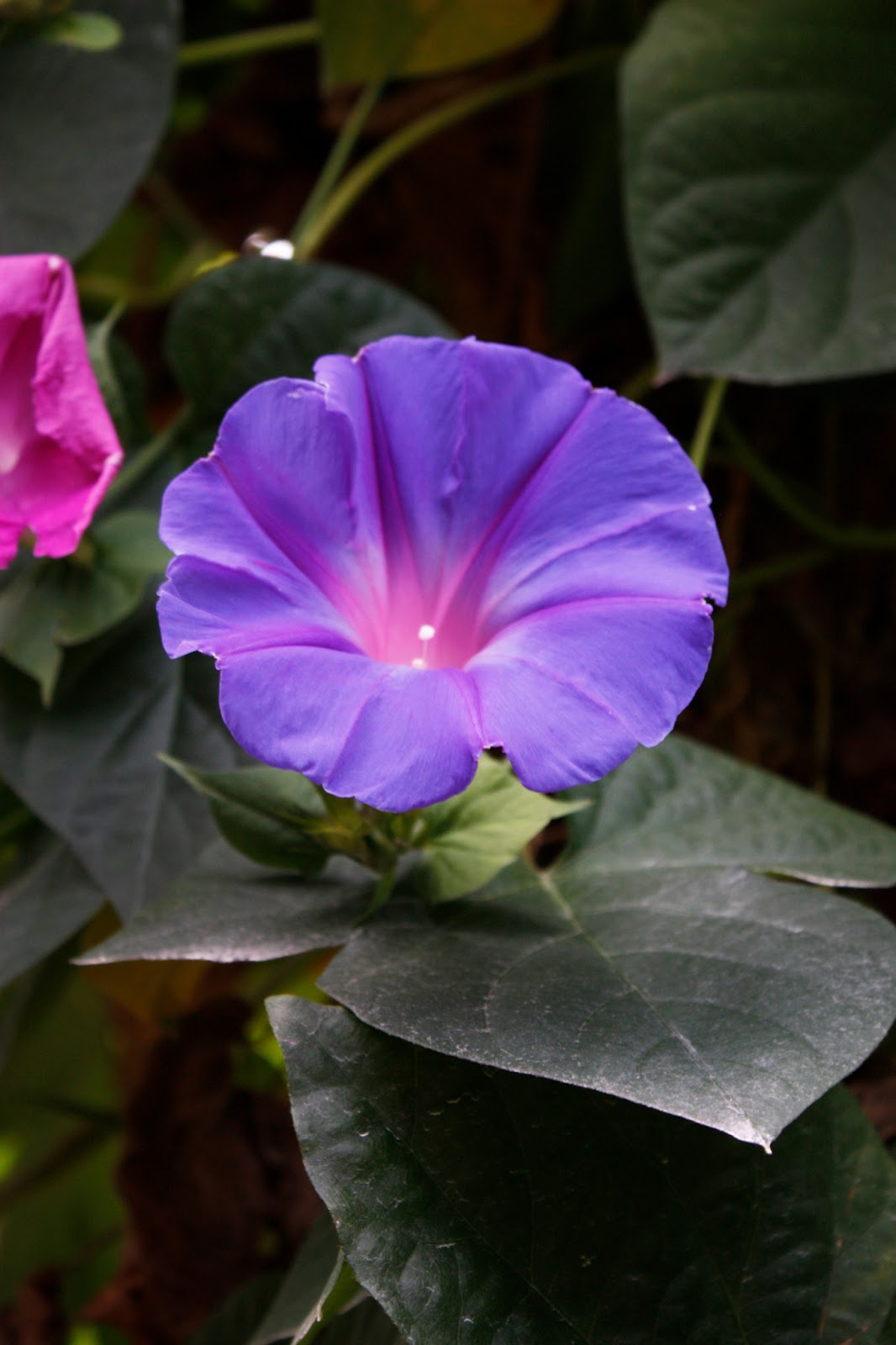 Koopman's Botanica Ipomoea tricolor Klimmende Winde