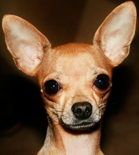 Chihuahua linea mexicana