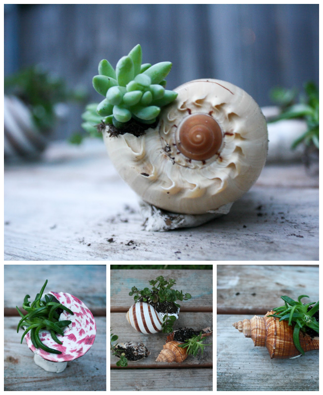 Having Fun at Home Succulents in Seashells Kid's Craft