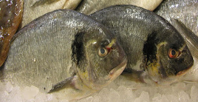 سمك الزريقة أو دوراد  Rsz_peixedouradafish
