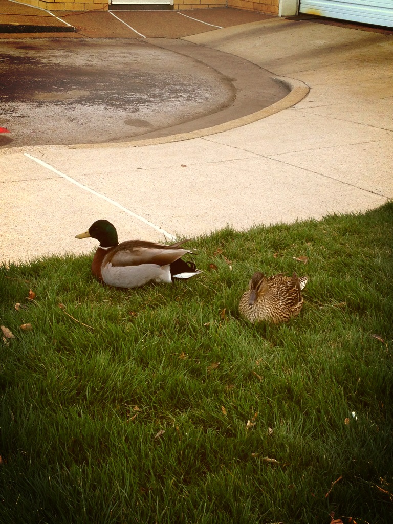 The Tiger and The Fox: Two Nesting Mallards, One Pretty Pansy...