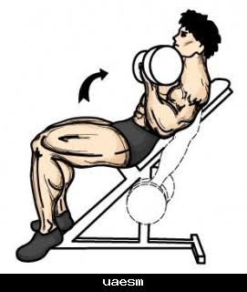 تمرين الباي للمبتدئين بالصور في المنزل 5 خطوات فقط لتكبير البايسيبس