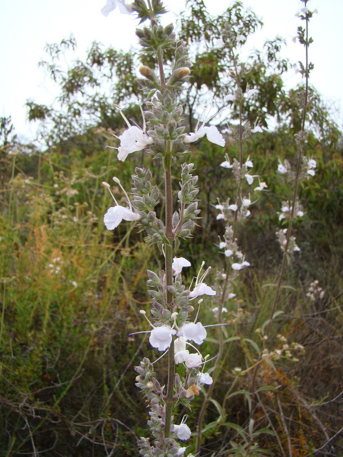 Leaves of Plants White Sage