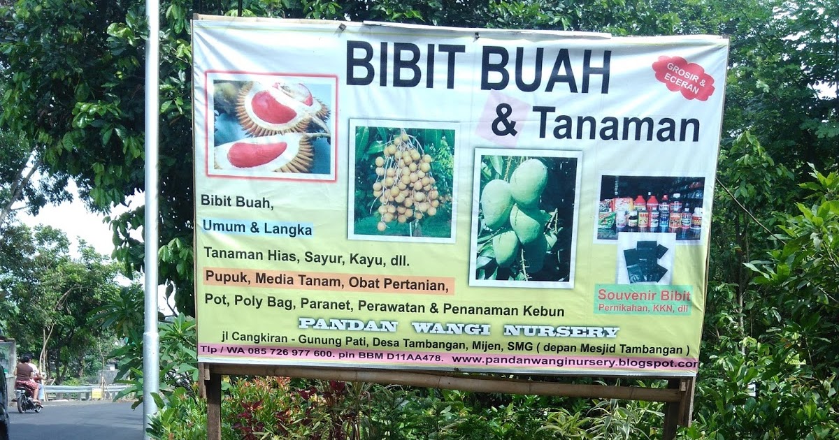 bibit tanaman buah di semarang bibit tanaman buah di semarang bibit tanaman buah di semarang bibit tanaman buah di semarang