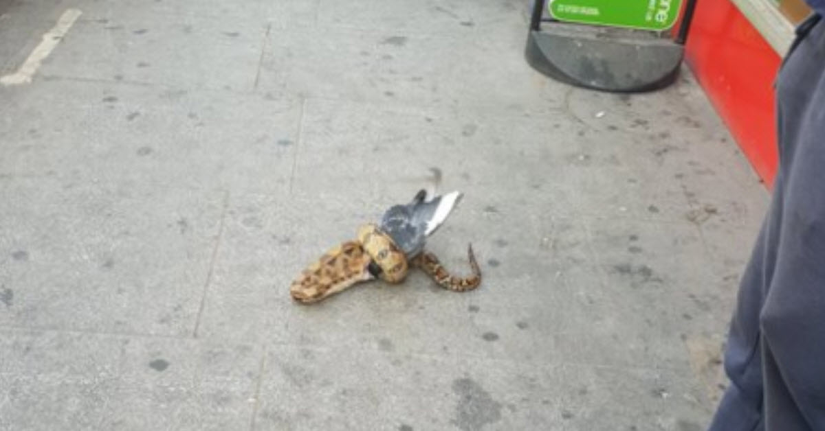 Viral video shows snake eating pigeon in busy London street