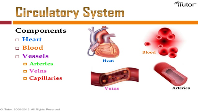 Science8: Semester 1, Chapter 3 - Human circulatory system