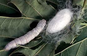 Serat dari larva ulat sutera yang digunakan untuk membentuk kepompong disebut ….