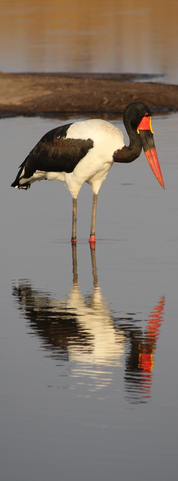 A photo of a saddle billed stork.