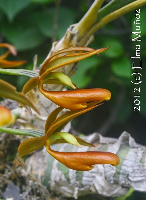 Mormodes sp. Fotos de orquideas peruanas
