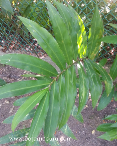 Zingiber zerumbet subsp. zerumbet