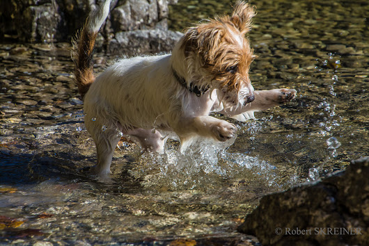 Robert SKREINER - Blog