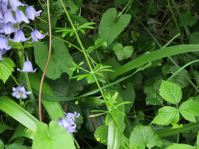 Goosegrass, bindweed, bluebess, brambles and the remains of a celandine.