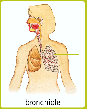 Mi primer año en Red XXI: RESPIRATION and EXCRETION (Unit 5-Science Y5)