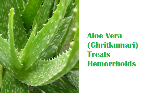 Aloe Vera (Ghritkumari) Treats Hemorrhoids