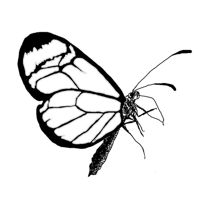 The Kitchen Table Crafter Free Digi Sketch Lacewing Butterfly