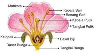 Bagian-bagian bunga dan fungsinya