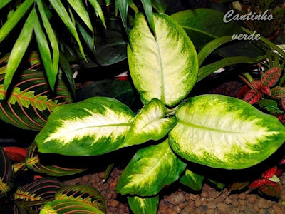 Cuidados da Dieffenbachia ou comigo ninguém pode
