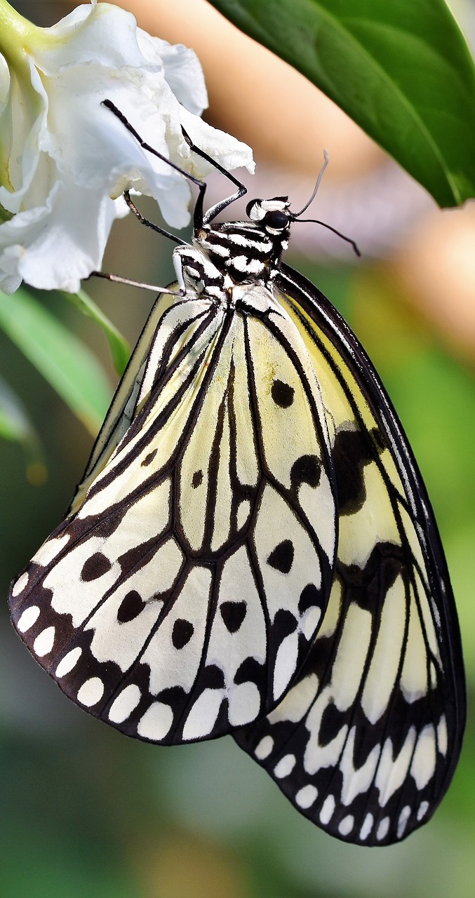 Picture of a paper kite butterfly.