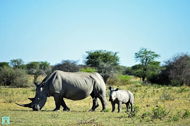 Rinocerontes en Khama Rhino Sanctuary, Botswana