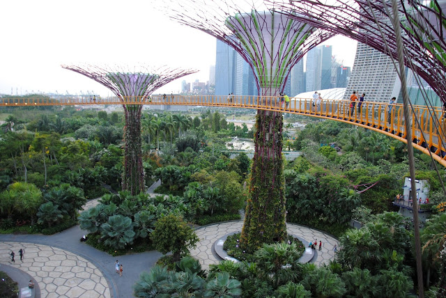 Kładka między drzewami