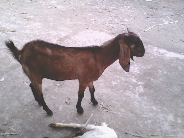 goat, goat farming business, goat farming for beginners, goat farming business for beginners