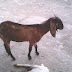 Goat Farming For Beginners