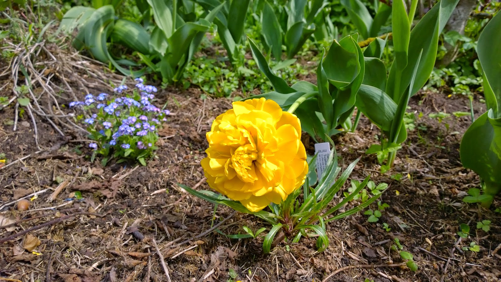 Kleiner Staudengarten Mai 2016