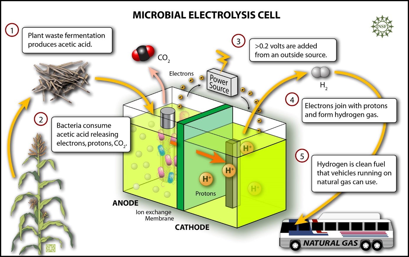 Mengenal Microbial Fuel Cell Teknologi Penghasil Listrik