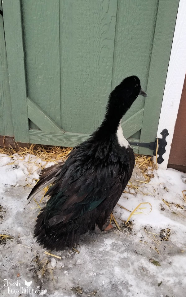 Angel wing?? BackYard Chickens Learn How to Raise Chickens