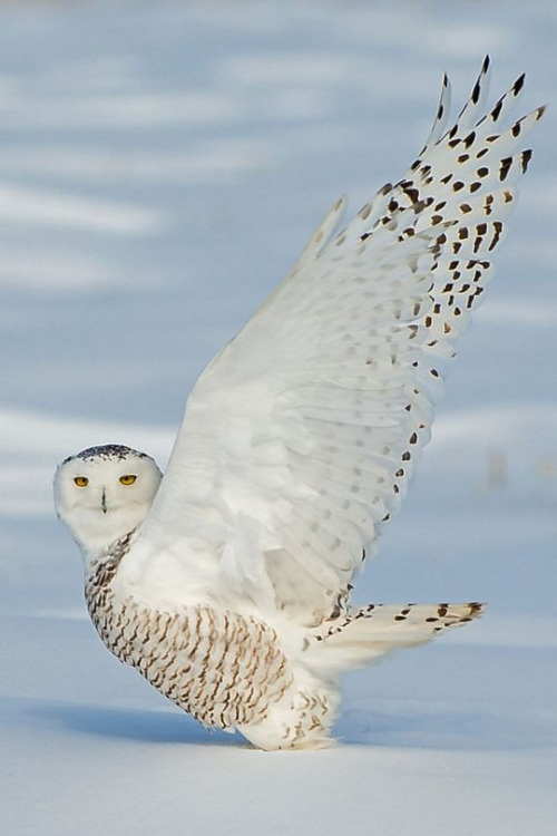 Content in a Cottage: Snowy Owl, Landing