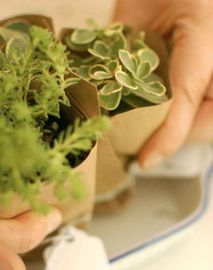 7 Detalles handmade con suculentas para invitados de boda