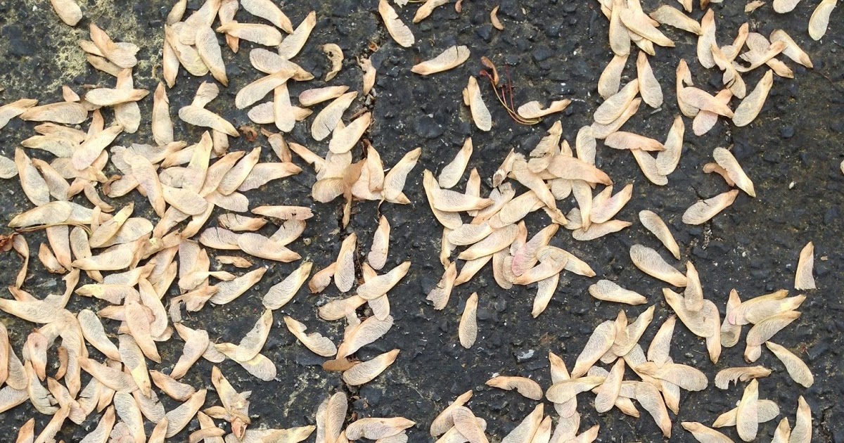 moopossum in Maryland Helicopter seeds