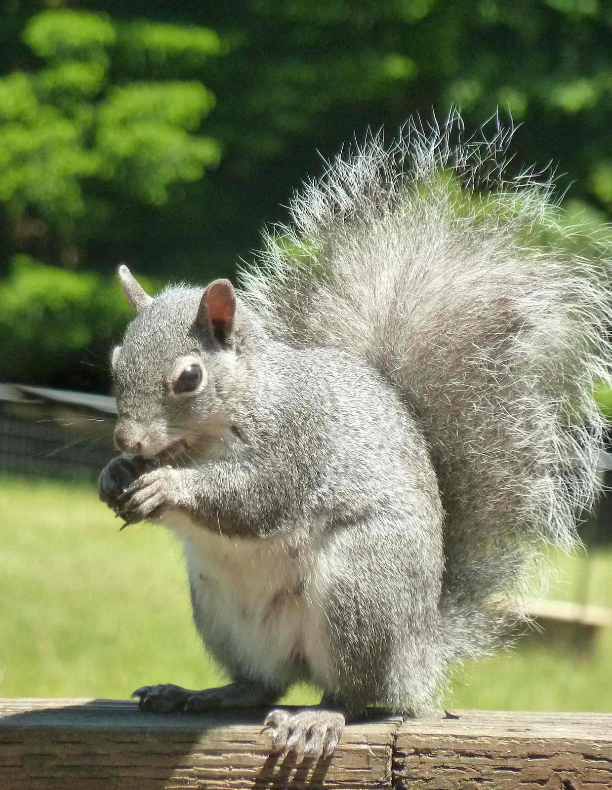 Boulderneigh Squirrelly