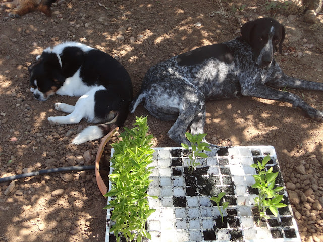 LOS PERROS ACOSTADOS A LA SOMBRA