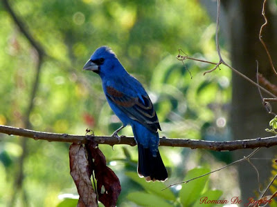 birdwatching Nicaragua