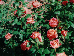 rose garden wallpapers desktop backgrounds desk nature