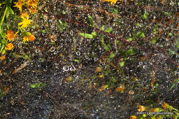 Dew droplets on a cobweb