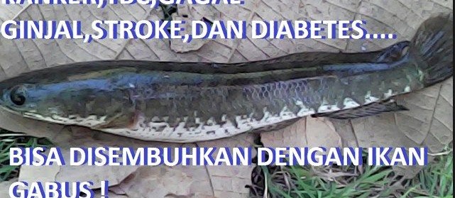 Cara Memasak Ikan Gabus (Kutuk) Untuk Obat Kanker, Stroke, Ginjal, & Tuberkolusis