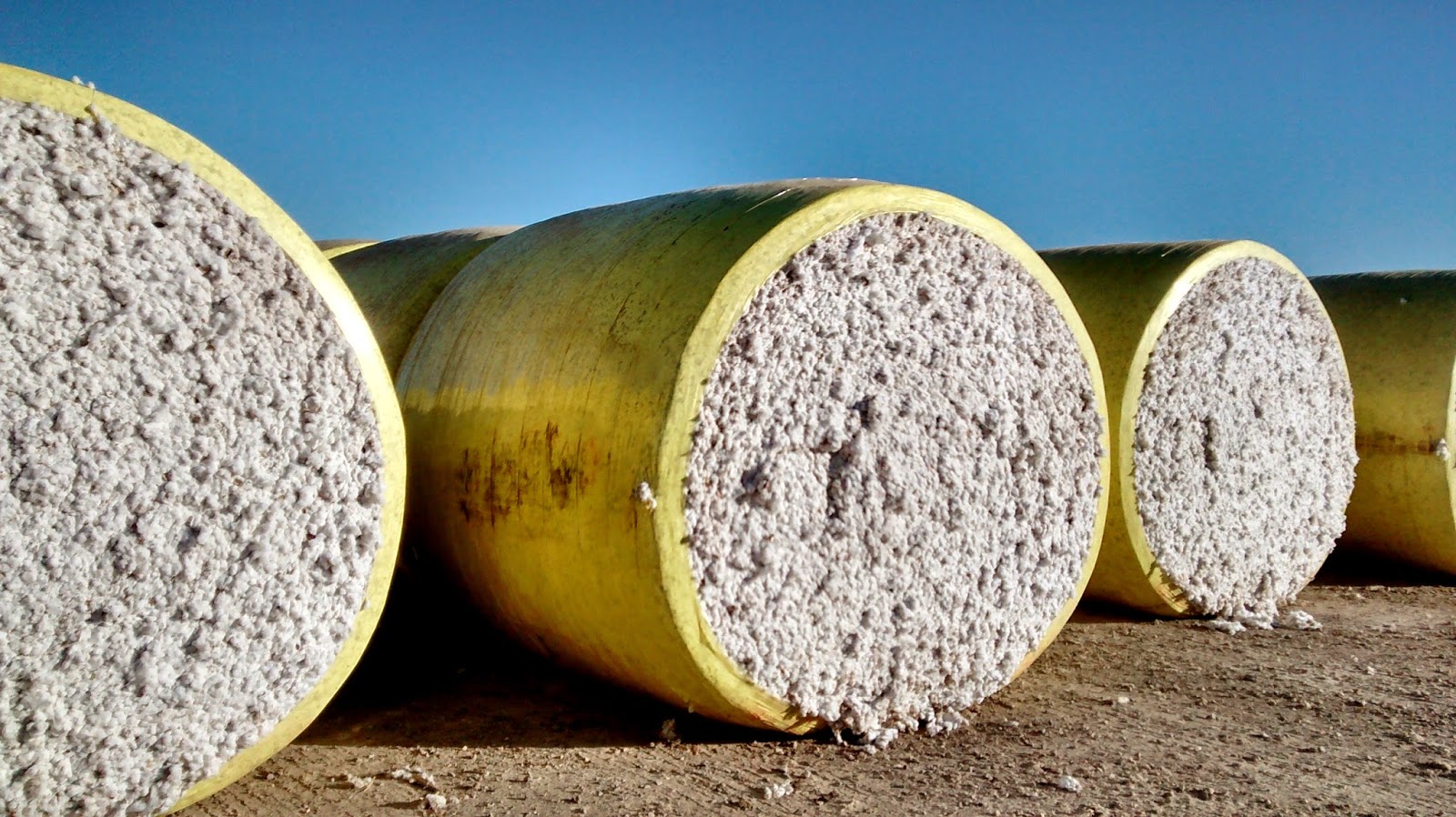 Living Rootless Arkansas Cotton