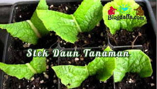 Cara Stek Daun dengan mudah Cara Stek Daun dengan mudah