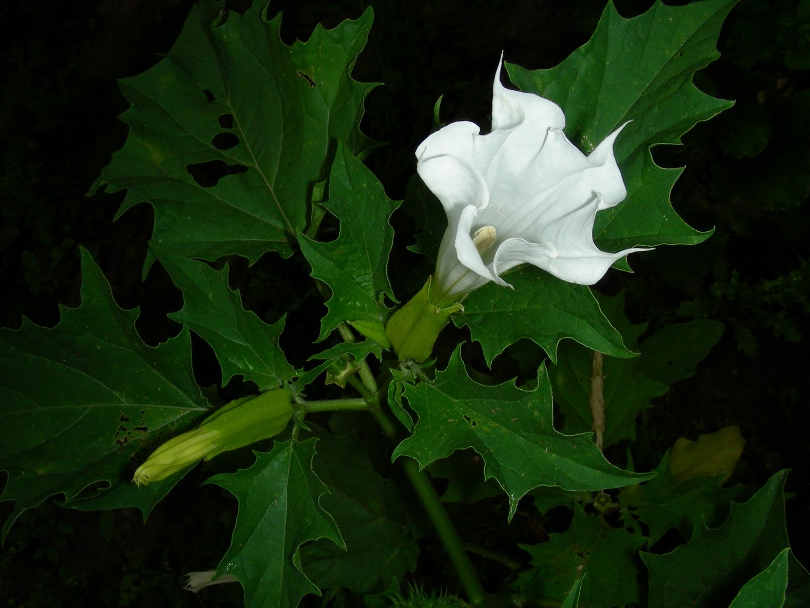 Imágenes de flores y plantas: Datura